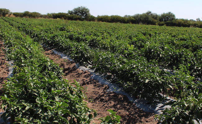 Acolchado Agrícola